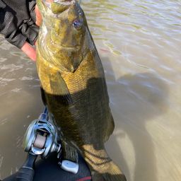 スモールマウスバス