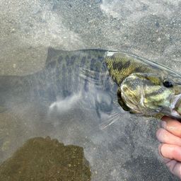 スモールマウスバス