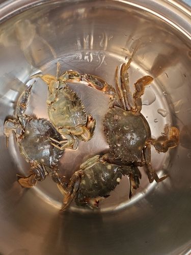 イシガニの釣果