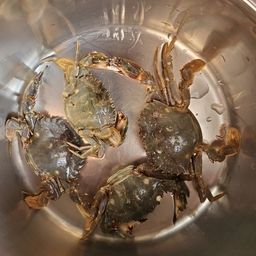 イシガニ
