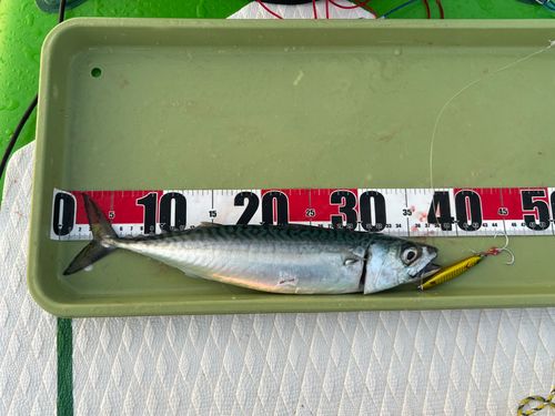 サバの釣果