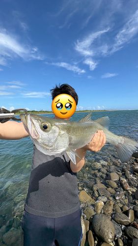 ヒラスズキの釣果