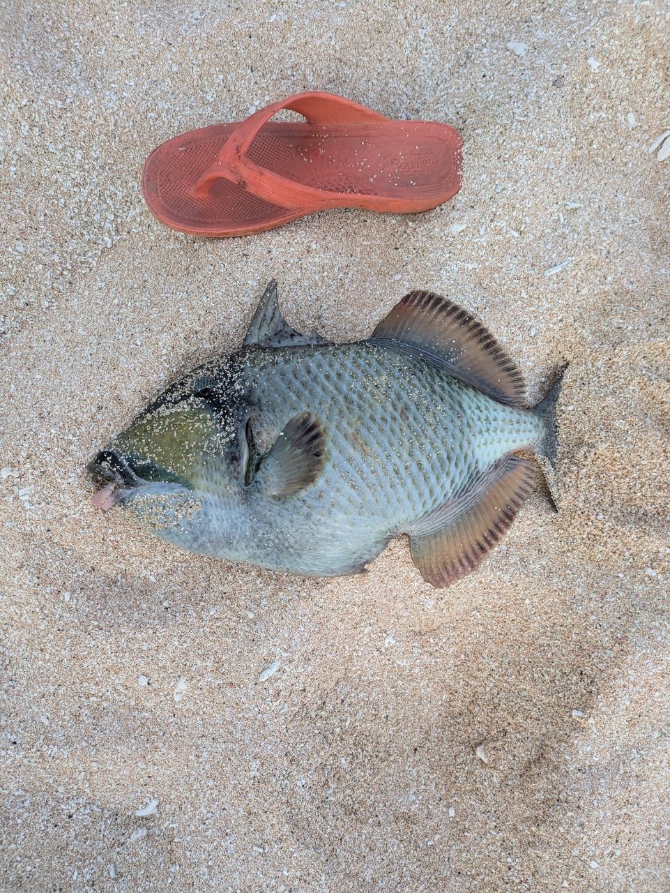ゴマモンガラ