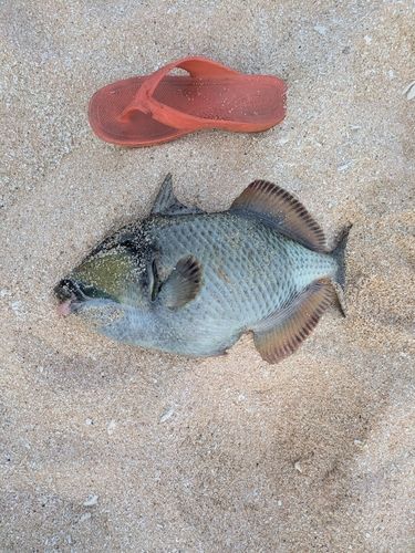 ゴマモンガラの釣果