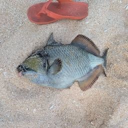 ゴマモンガラ