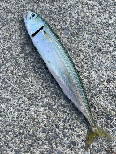 サバの釣果