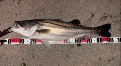 シーバスの釣果