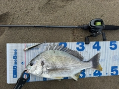 キビレの釣果