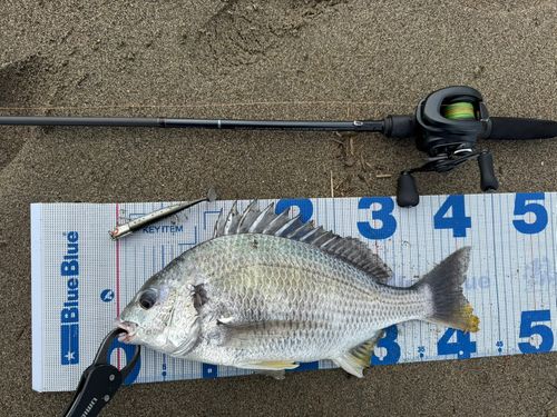 キビレの釣果