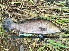 アカメの釣果
