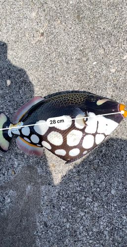 モンガラカワハギの釣果