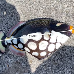 モンガラカワハギ