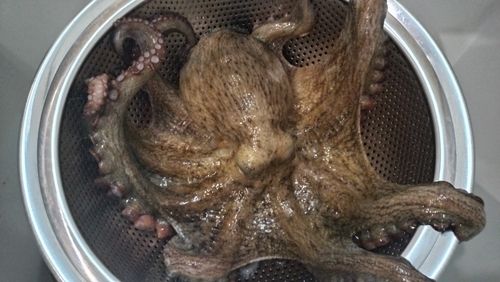 マダコの釣果
