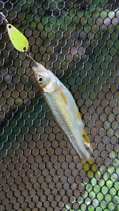 カワムツの釣果