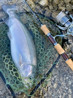 ニジマスの釣果