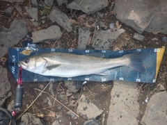 シーバスの釣果