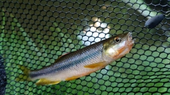 カワムツの釣果