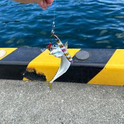 サバ