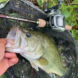 ラージマウスバス