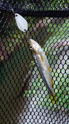 カワムツの釣果