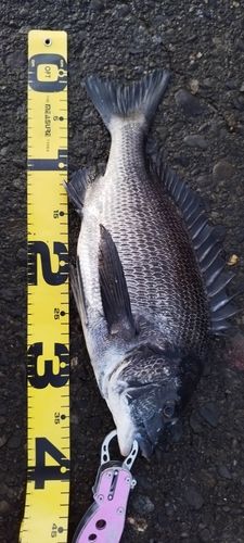 クロダイの釣果