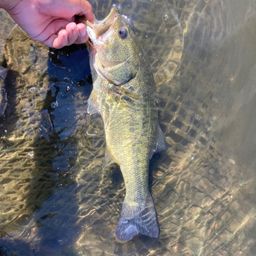 ラージマウスバス