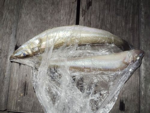 キスの釣果