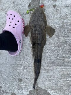 マゴチの釣果