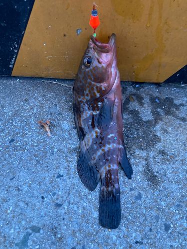 アコウの釣果
