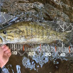 スモールマウスバス