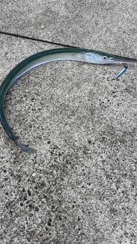 ダツの釣果