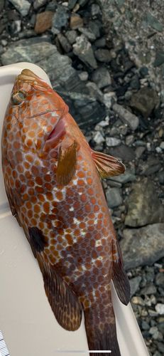 キジハタの釣果