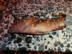 アコウの釣果