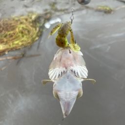 マゴチ