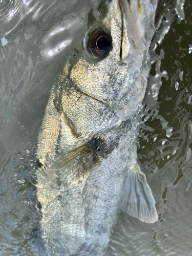 スズキの釣果