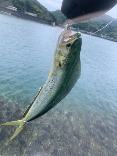 シイラの釣果