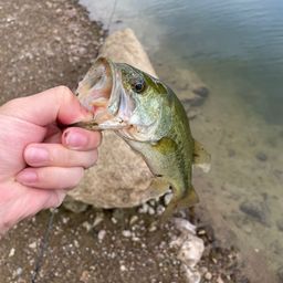 ラージマウスバス