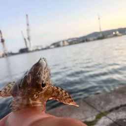 カサゴ