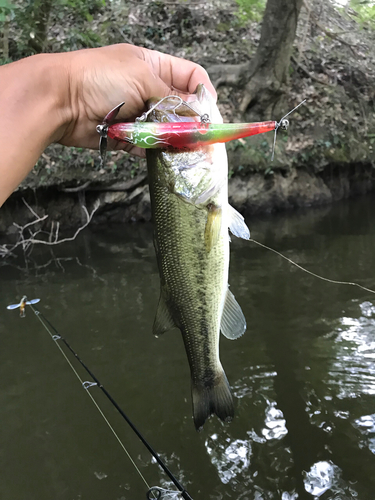 ラージマウスバスの釣果