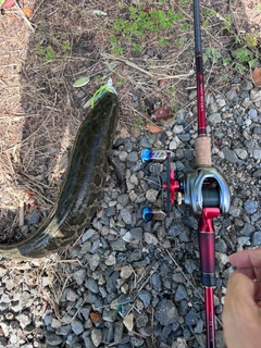 ライギョの釣果