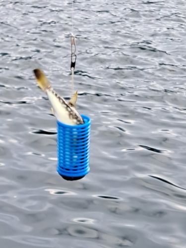クサフグの釣果