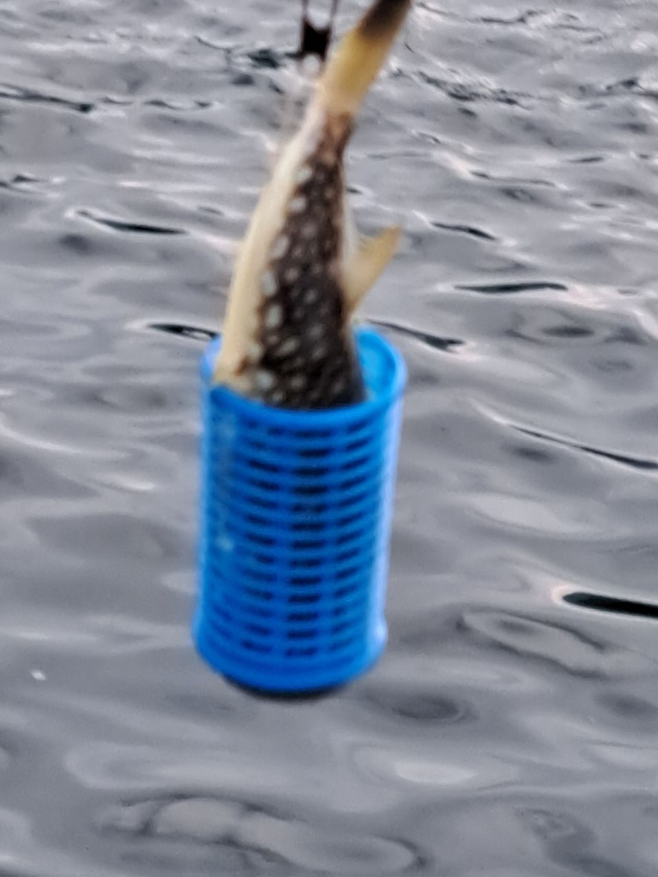クサフグ