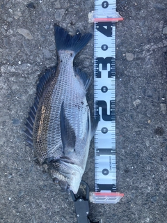 クロダイの釣果