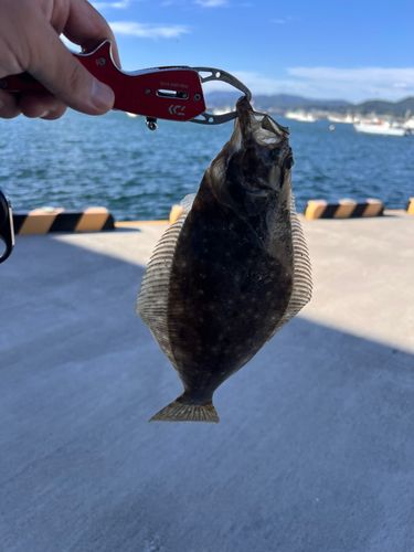 アイナメの釣果