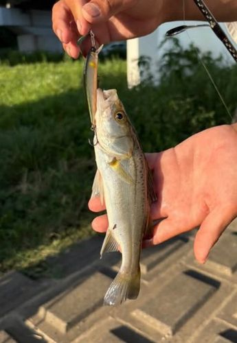 セイゴ（マルスズキ）の釣果