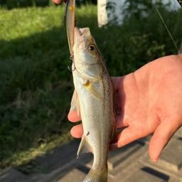 セイゴ（マルスズキ）