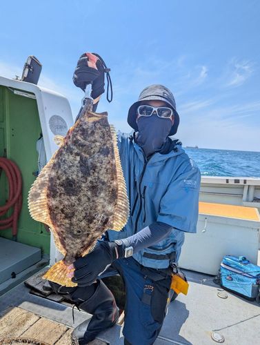 ヒラメの釣果