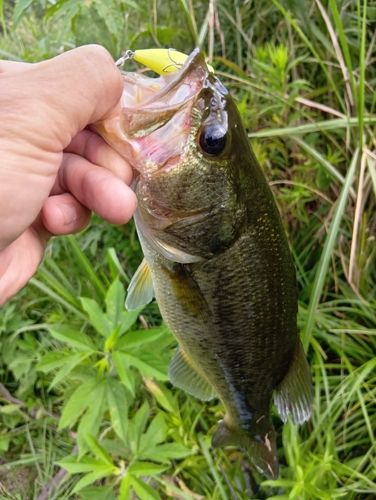 ラージマウスバスの釣果