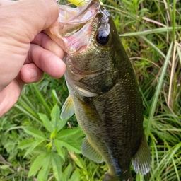 ラージマウスバス