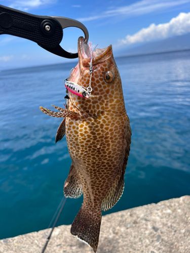 オオモンハタの釣果